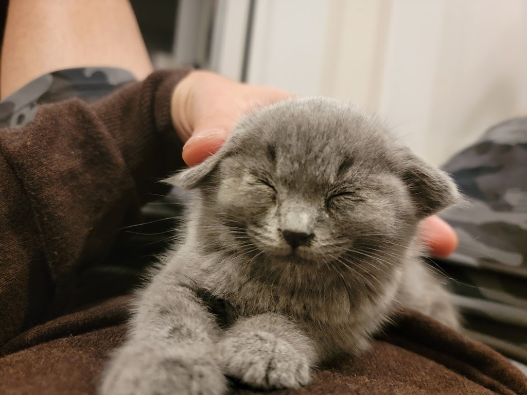 Veterinarian in San Jose, CA